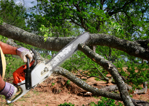 Best Pest Control for Lawns  in Seven Oaks, SC